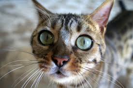Petfinder has helped more than 25 million pets find their families through adoption. Do You Agree That Bengal Cats Should Be Banned Catster