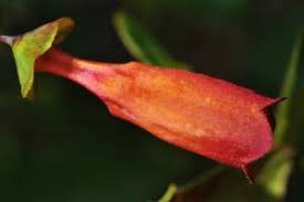 Image result for Halleria elliptica