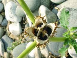Image result for Datura stramonium