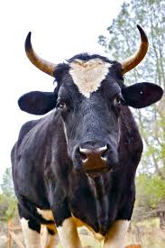Pin By Volkan Ates On Farm Livin Cow Photography Nguni Cattle Nguni Cows
