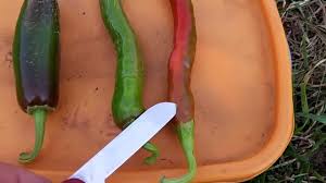 Will Jalapeno And Cayenne Peppers Cross Pollinate Seed Saving Tip