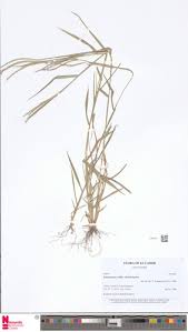 Image result for Enteropogon