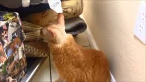 But to understand brain tumor symptoms, you need to know the location of the tumor too. Baby Brain Tumor Meningioma Southeast Veterinary Neurology