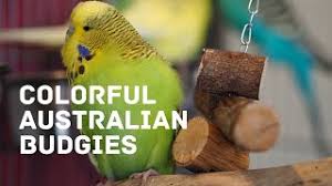 The price of parakeets at petco is $21.99, while private breeders can range anywhere from $50 to a couple hundred dollars. Colorful Australian Budgies Parakeets At Petco And Petsmart Youtube