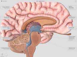 Super helpful for anatomy but constantly crashes. 3d4medical From Elsevier Auf Twitter This Sagittal View Of The Brain From Complete Anatomy Features Stunning Textures Download Https T Co 6m7bdhim5d Https T Co Nsdrnurzf8