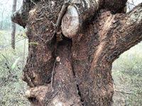 Image result for Zanthoxylum chalybeum