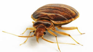 On request (additional cost may apply). Pest Control Wichita Kansas All Star Pest Control