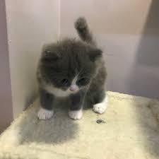 Search through thousands of cats for sale and kittens for sale adverts near me in the usa and europe at animalssale.com. Mu Munchkin Cat Kitten For Sale Near Me