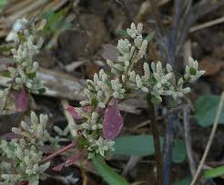 Image result for Nothosaerva