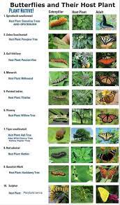 The national wildlife federation (nwf) is the united states' largest private, nonprofit conservation education and advocacy organization, with over six million members and supporters, and 51 state and territorial affiliated organizations (including puerto rico and the virgin islands). E Butterfly On Twitter I M Sure This Infographic By The Nwf Can Be Very Useful To All Our Followers They Also Have An Online Native Plant Finder Although Only For The Us Https T Co Wxgc2auhfi