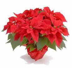 The Poinsettia Is Native To Mexico Believed To Have First Been Used At Xmas In The 17th Century When Mexica Christmas Poinsettia Poinsettia Christmas Flowers