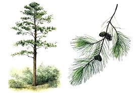 Pine Tree Identification Plant Identification Closed Can You