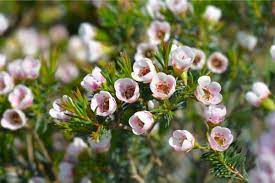 How To Grow And Care For Waxflower Chamelaucium Plant Florgeous