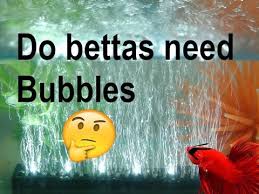 Do Betta Fish Need A Air Pump 2017 Youtube