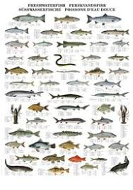 Buy Colour Wall Chart Freshwater Fish Species Multilingual