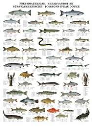 buy colour wall chart freshwater fish species multilingual