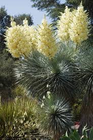 Some dried human coprolites (feces) collected from hinds cave were loaded with pollen providing evidence that the ancient inhabitants ate yucca flowers. Yucca Rostrata In Bloom Photo From Piece Of Eden Yucca Rostrata Yucca Plant Planting Succulents