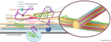 The endosperm cell walls in the seeds of cereal grasses, nasturtium, and other species, are rich in glucans and other. Plant Cell Walls Current Biology