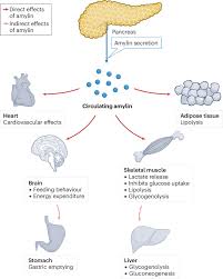 Image result for Symlin