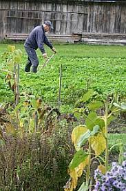 Grundungung Gelbsenf Wird Im Bild Mit Der Sense Gemaht Gartenboden Grun Garten