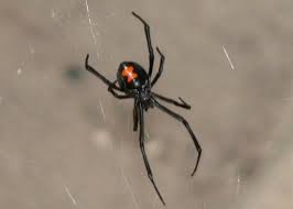 The show's creators have stated that, while dottie is black widows are designed to slip past a target's defenses by appearing to be a harmless child or a. Murder She Wove Country Roads Magazine