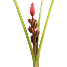 Image result for Musaceae