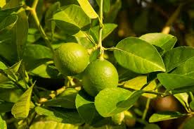 Image result for Citrus × aurantiifolia