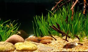 Asian themed fish tank decorations 1. How To Set Up A Taiwanese Biotope Aquarium Practical Fishkeeping