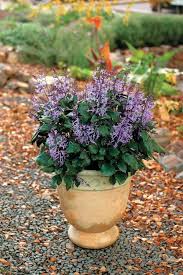 Plectranthus 'Mona Lavender' – Plantbook