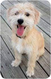 Sizes range from fairly small, as in the norfolk, cairn or west highland white terrier, to the larger and grand airedale terrier. 15 Best Terrier Mix Dogs Ideas Terrier Terrier Mix Dogs Terrier Mix