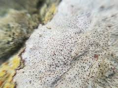 Bagliettoa calciseda vieux thalle avec des puits majoritairement vides l'aber 2 joël querellou. Mycoportal Verrucaria Calciseda