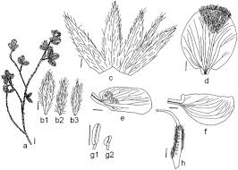 Image result for Argyrolobium rupestre