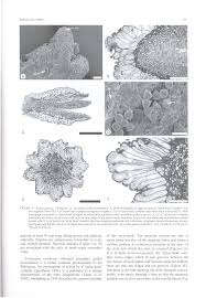 Image result for Keetia gueinzii