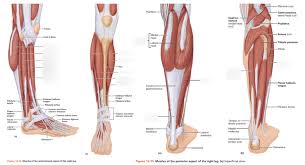 The largest muscle masses in the leg are present in the thigh and the calf. Muscle Labeling Lower Leg Diagram Quizlet