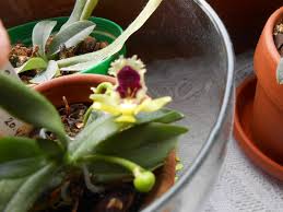 Pin Auf My Orchids Flowers