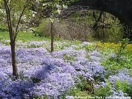 New York Botanical Garden The Bronx Spring Daffodils Cherry Trees Daffodil Hill Walk About New York Specia Botanical Gardens East Coast Road Trip Garden
