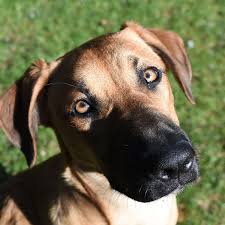 Himmelspfote hilft dir, deinem verstorbenen haustier ein würdiges tiergrab in deinem garten zu schaffen. Mein Haustier Ist Tot Darf Ich Es Im Garten Begraben Wohnen