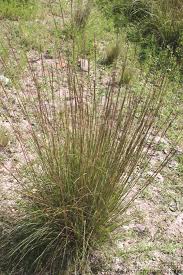 Image result for Elionurus tripsacoides