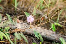 Here they have to discover themselves. Mimosa Pudica Wikipedia