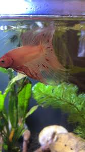 Pin On Betta Fish