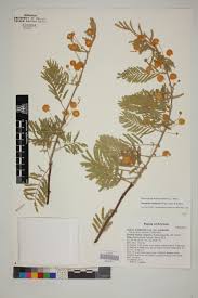 Image result for Acacia luederitzii