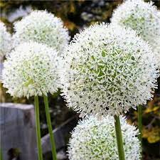 Egrow Egrow 100pcs Giant Allium Giganteum Flower Seeds Beautiful Garden Courtyard Bonsai Plant Seed Bulb Flowers Flowers Perennials Plants