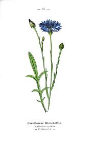 Botanical Flower Blue Cornflower Wayside And Woodland 1895 Plate66 Botanical Flowers Botanical Drawings Botanical Illustration