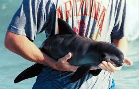 La principal amenaza de la vaquita marina es la pesca ilegal de totoaba, primer eslabón de un negocio multimillonario que involucra a méxico, estados unidos y china. La Vaquita Marina Esta En Peligro De Extincion Unam