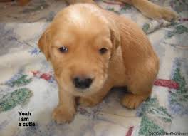 Golden Retriever Puppies Akc Price 450 500 For Sale In Las Cruces New Mexico Best Pets Online