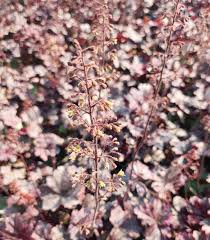 Image result for Heuchera `Midnight Rose`