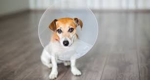 Open wound management includes covering the wound with an appropriate dressing and bandage; 5 Mistakes People Make When Treating Their Dog S Wounds Dr Dobias