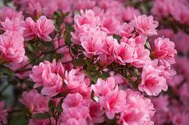 Sep 10, 2010 · azaleas' vivid colors, profusion of flowers and adaptability to a wide range of soils and climates make them one of the most popular flowering shrubs in georgia. Azalee Pflanzen Uberwintern Plantura