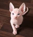Hairless Sphynx Kittens For Sale