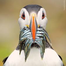 Birds You Can Have As Pets Uk You Can Check How To Get Your Photos Promoted In Our Account Use The Link In Our Bio Earthfever A Puffin S Pet Birds Most Beautiful Birds Wildlife Animals